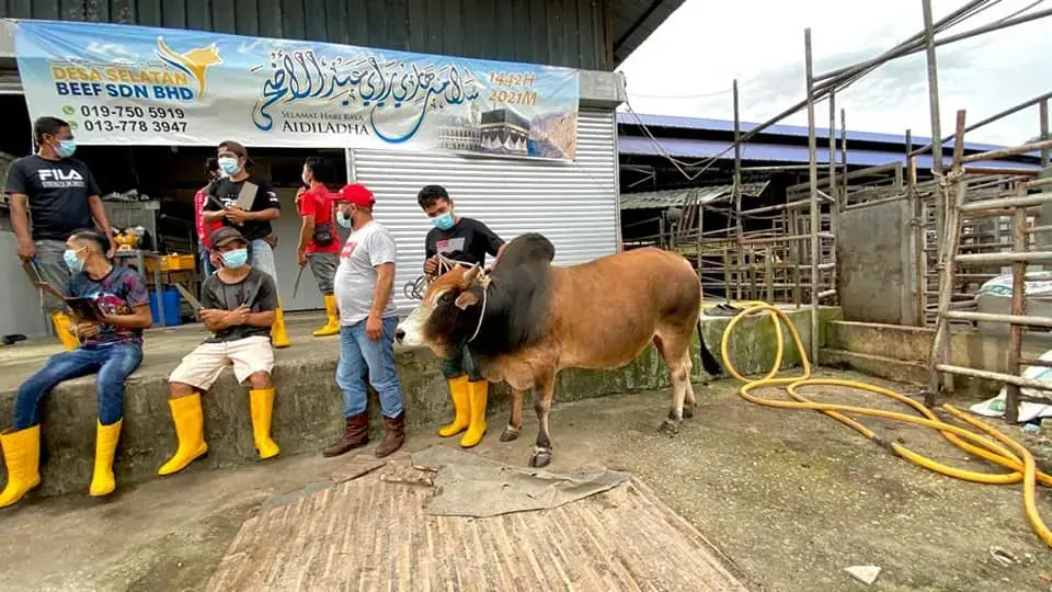 Lembu korban berkualiti tinggi untuk ibadah korban 2026 di Johor