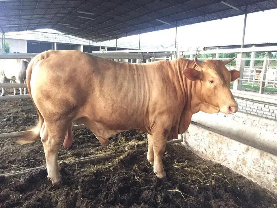 Lembu jantan baka Brahman di ladang Desa Selatan Beef Kota Tinggi