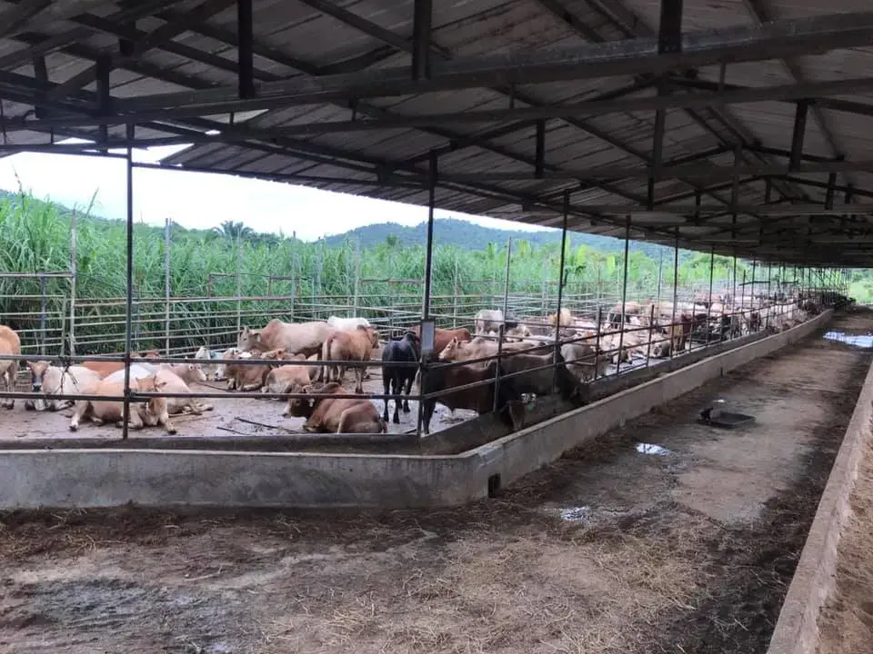 Kandang lembu baka tertutup di ladang feedlot Kota Tinggi Johor