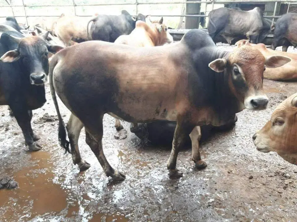 Kawanan lembu baka KK Cross Brahman Jaras di ladang Kota Tinggi Johor