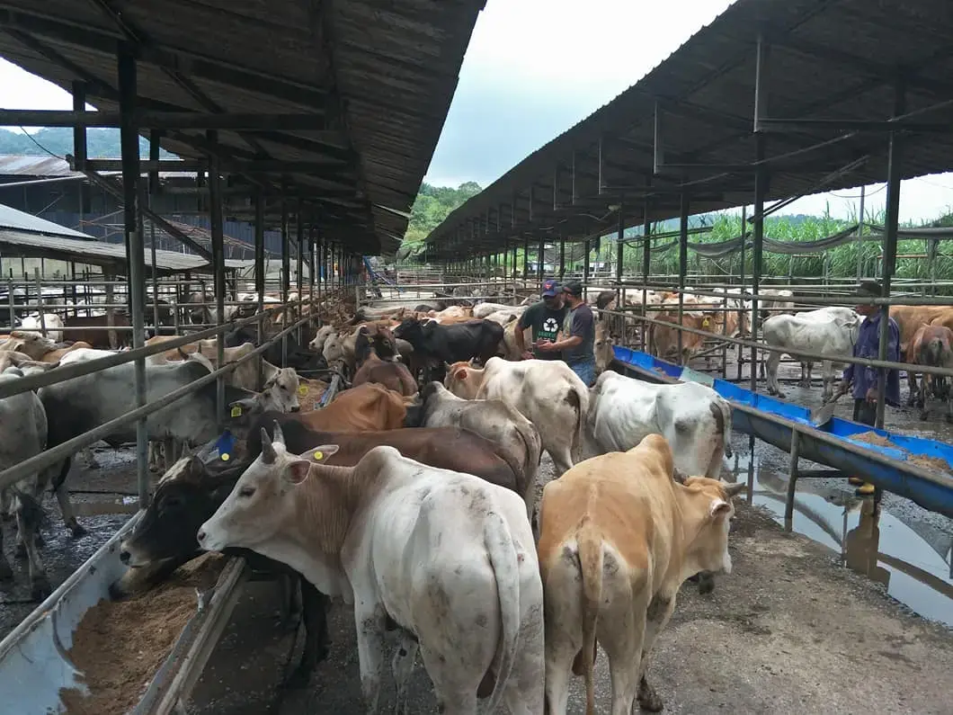 Lembu baka KK Cross Brahman makan di kandang feedlot Desa Selatan Beef Kota Tinggi Johor