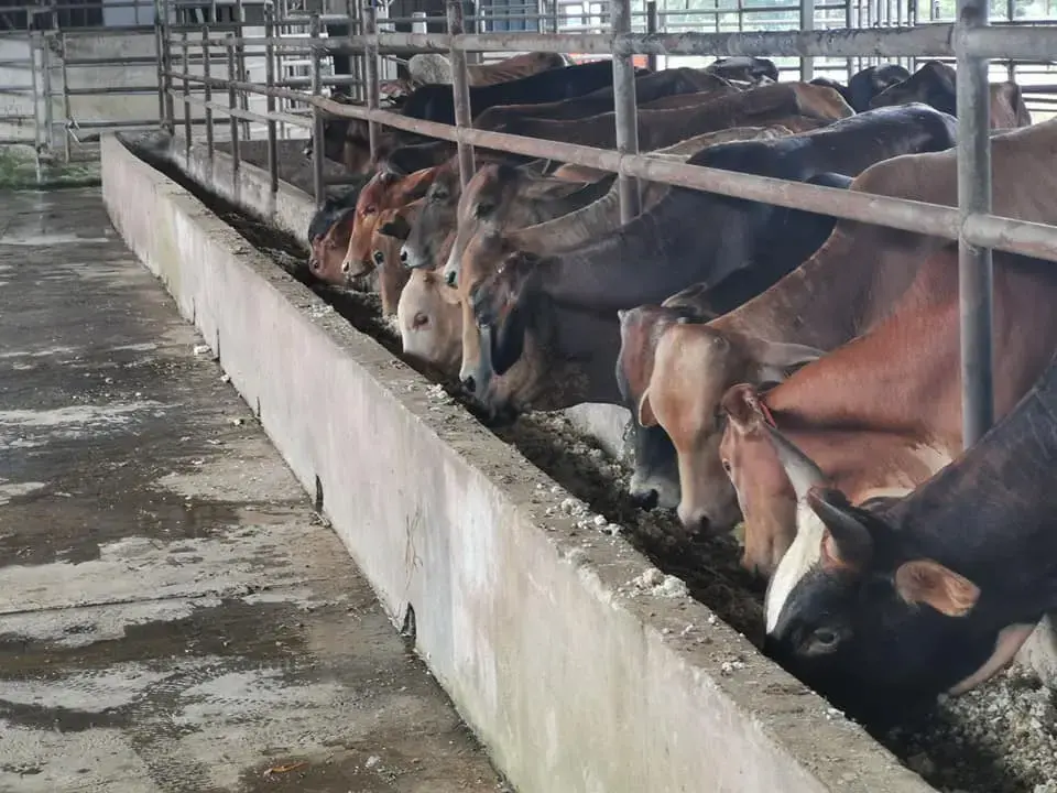Lembu KK Cross makan di mangkuk konkrit ladang Desa Selatan Beef