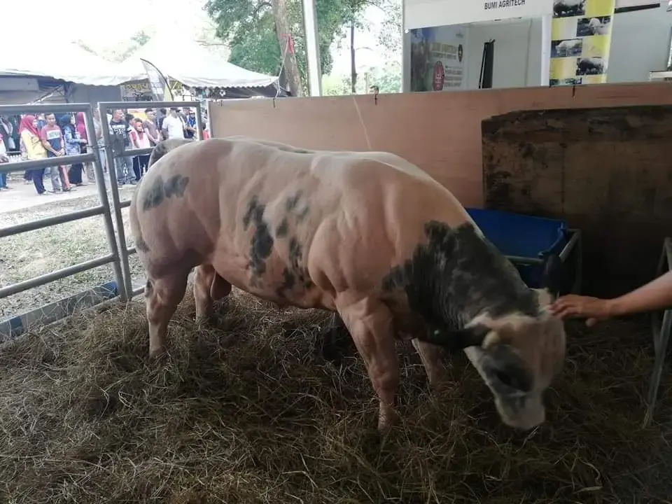 Lembu bercap berkualiti bersama pelanggan di Desa Selatan Beef Johor